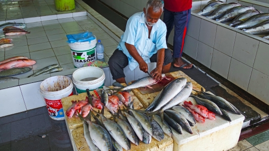 Fishmarket Male