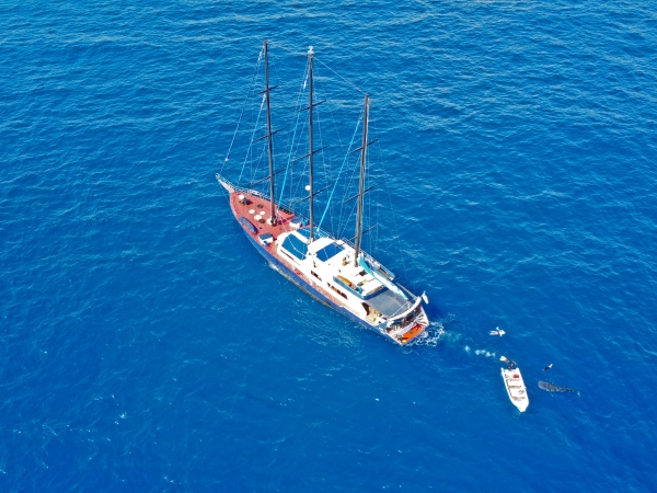 SY Sea Star at anchor with a whaleshark visiting the yacht