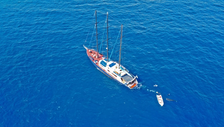 SY Sea Star at anchor with a whaleshark visiting the yacht