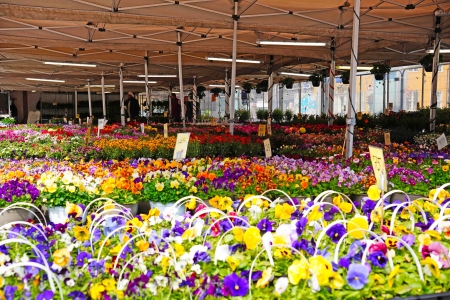 Oslo flower market